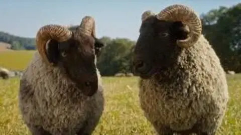 The Sheep Detectives Two CGI Norfolk horn rams in the likeness of Nobby in a field looking at each other. They have dark faces and long brown horns which curl around their ears. They have thick fleeces of off-white wool and round stomachs.