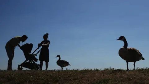 Press Association Canada geese at the Walthamstow Wetlands in east London