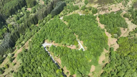 GOLDCREST Land & Forestry Group drone shot of zig-zagging path through forest