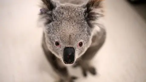 A koala with red eyes looks into the camera