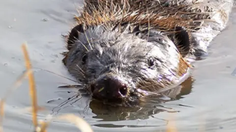 Beaver in a river