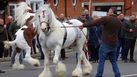 Romany Heritage Horses in Wickham 20.5.21