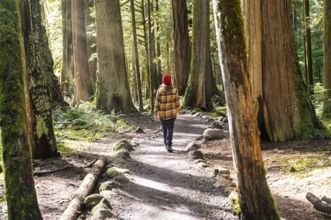 Getty Images A woman walks through a sunny forest