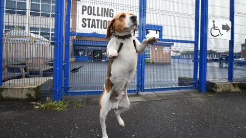 Getty Images A dog at a polling station