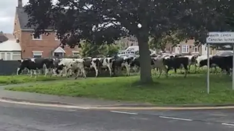 Mike Hanmer Cows walking down a street in Rhostellyn
