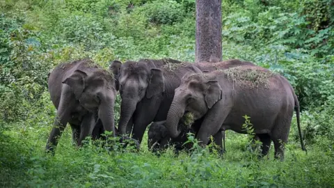 Wild elephants graze in a tiger reserve in Tamil Nadu
