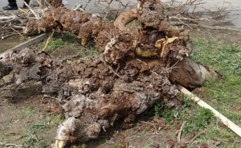 HMP Wakefield Dead Mulberry tree