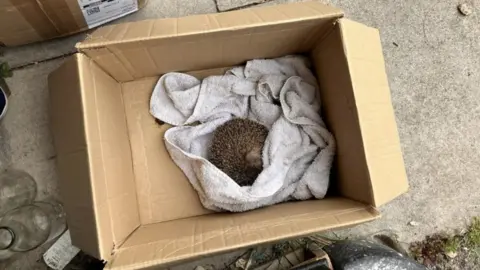 Hedgehog Rescue A hedgehog that has rolled into a ball inside a cardboard box wrapped and snuggled into a towel