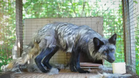 HSI A fox with matted fur being held in a cage at a fur farm