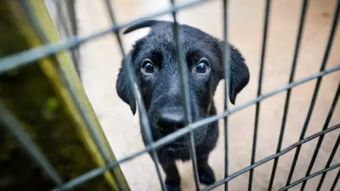 Dogs Trust Tara, a puppy cared for by the Dogs Trust