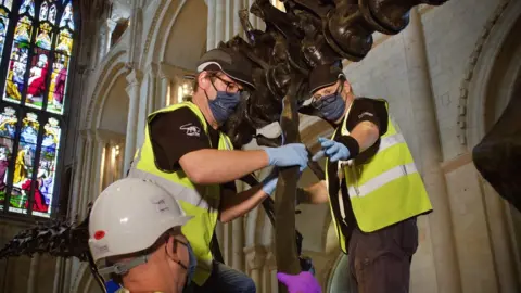 Dippy Dinosaur being assembled