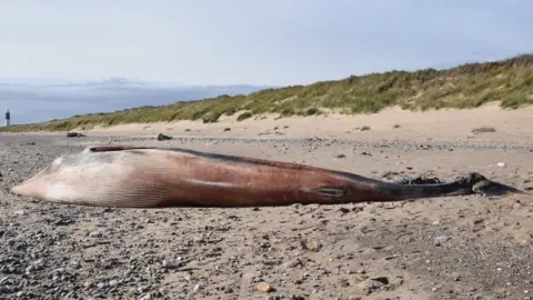 Bethan Clyne Whale on beach