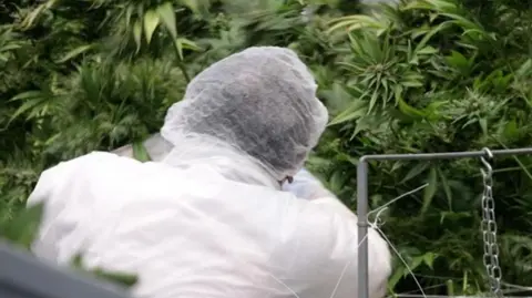 A man in a white uniform with his back to the camera inside a warehouse surrounded by cannabis plants