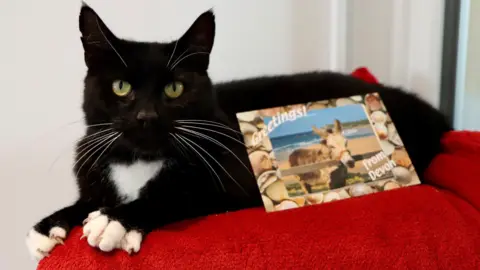 Animals in Distress Bonnie the cat on holiday in Devon