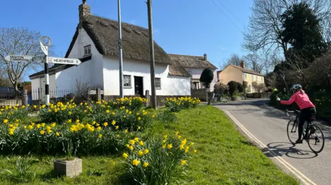 Shaun Whitmore/BBC A woman is riding a bike in Thriplow. Its is a sunny day with blue skies. To her left is a big patch of grass covered in daffodils which stand out against the white walls of a house behind it.