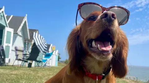 BBC Weather Watchers/ Bettys Hot Spot A dog wearing large sunglasses under sunny blue skies, sitting by beach huts