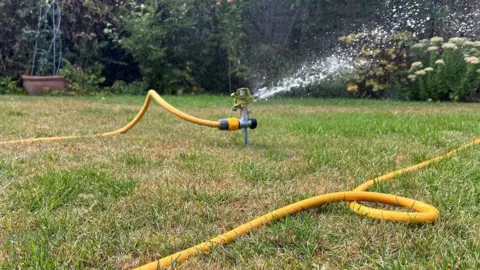 Elizabeth Needham-Bennett/BBC A yellow hosepipe sits on a green and brown lawn with the sprinkler on.