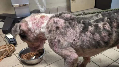 RSPCA A dog looks at a food bowl, and has barley any fur and red blotches all over his body 