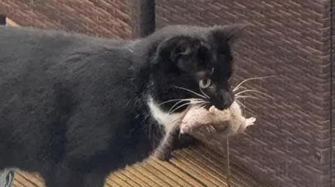 Wong ti kucing hitam dengan tikus mati di mulutnya