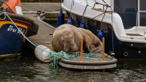 Kevin Lynch The walrus is a large, light brown animal. It is resting on a floating structure in the marina at Lossiemouth. The walrus has long tusks and whiskers. Parts of the hulls of two small dark blue boats are on the left and right of the animal.