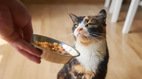 Getty Images A cat sniffs at a bowl of food. It is a tabby cat with splodges of ginger, brown and white. 