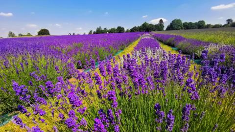 A large number of purple lavender flowers in a field in Bubbenhall, Warwickshire