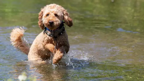 BBC Weather Watcher/CraigRich A brown cockapoo-type dog jumping about in water, which reaches up to its haunches. He has a blue collar round his neck and a beaded necklace. There is a greenish tinge to the water, which looks like fronds underneath the surface.