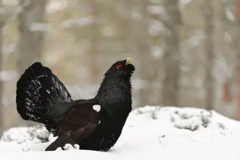 Andrew Mason A black capercaillie bird with white markings on its fanned tail. It has a red ring around its eye.