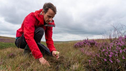 A man plants moss on Marsden Moor