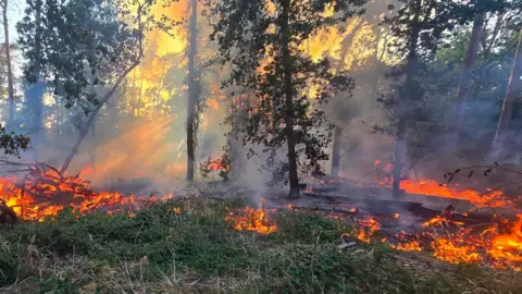 Bright orange flames and smoke in woodland.