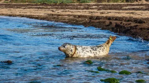 Grey seal in water near the shore following re-release