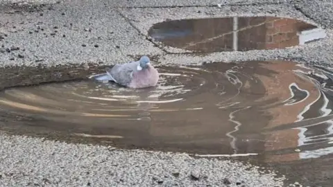 A pigeon is floating in a pothole filled with water on a road. 