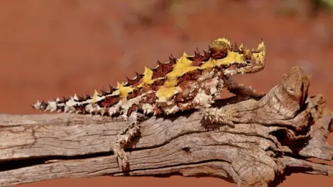 Getty Images A Thorny Devil on a log