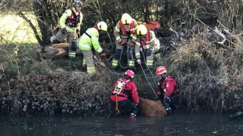 Essex County Fire and Rescue Service Calf on dry land following rescue from rive