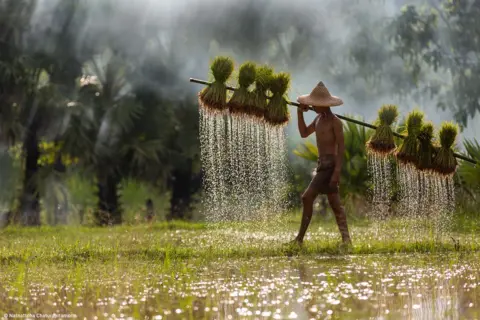Natnattcha Chaturapitamorn یک کشاورز جوان یک قفسه از جوانه برنج را در یک مزرعه برنج در استان ساکون ناخون، تایلند حمل می کند.
