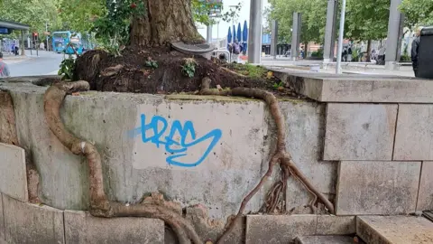 Tree roots growing out of a planter in Bristol city centre.