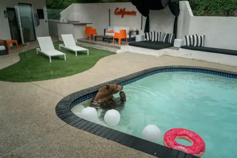 Loren Elliott A brown bear sits in the shallow end of a swimming pool, leaning against the tiled edge with one of its back paws raised, appearing to scratch it's face. White balls and a pink doughnut-shaped inflatable ring float nearby. The pool is surrounded by a paved patio, artificial grass, white lounge chairs, and a red sign saying California hanging on the white bricked fence.