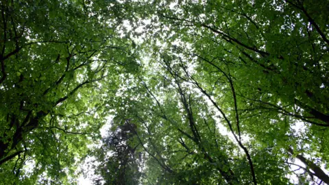 A picture of a number of large green trees pictured from below looking up.