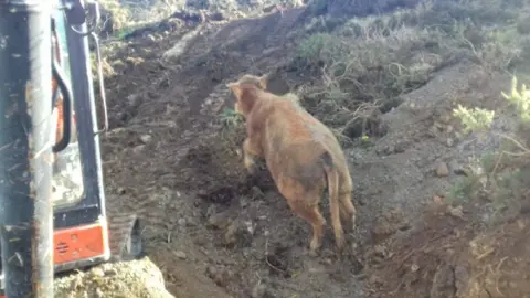 Jake Crocker A cow walking by a coastal path