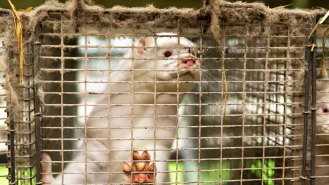 Getty Images Mink about to be killed on a farm at Jyllinge, Denmark, 14 November 2020