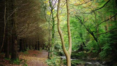 Rossographer/Geograph UK Tollymore forest