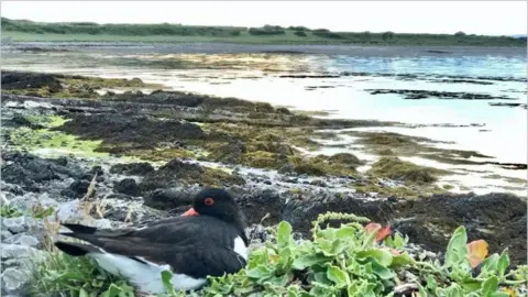 MANX BIRDLIFE A black bird on a marshy type land in the Langness Peninsula.