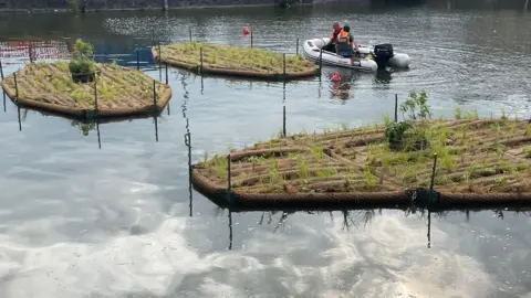 Bridgwater Blue Heritage Project Three floating platform in the water, covered in plants.