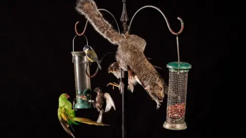 Laurence Dean The top half of the Booth Museum's new diorama, featuring birds and a squirrel