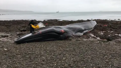 Steve Green A fin whale with some patches of injury is seen on Parabean Cove in Cornwall in 2020. A man standing to the left near the tail uses a large yellow bag to throw water over the whale to keep it comfortable. In the foreground is a shale beach while in the background a large ship can be seen at sea. 