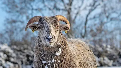 Lesley Wallace A sheep in the snow in County Tyrone