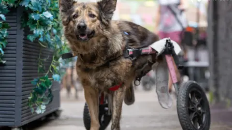 Dogs Nobody Wants Sanctuary DeeDee is a dog from Macedonia and was paralysed after being hit by a car.
She has two front legs and no back legs, so is using two wheels to help her walk.