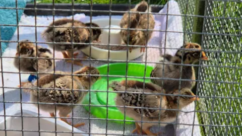 Woman saves baby chicks in Telford by using thermal cool bag