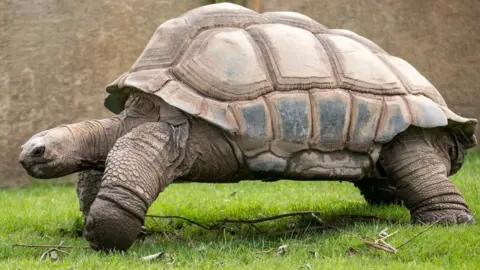 BLACKPOOL ZOO Darwin the Aldabra tortoise