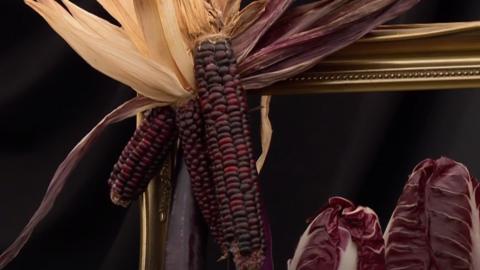 A purple corn on the cob grown by She Grows Veg